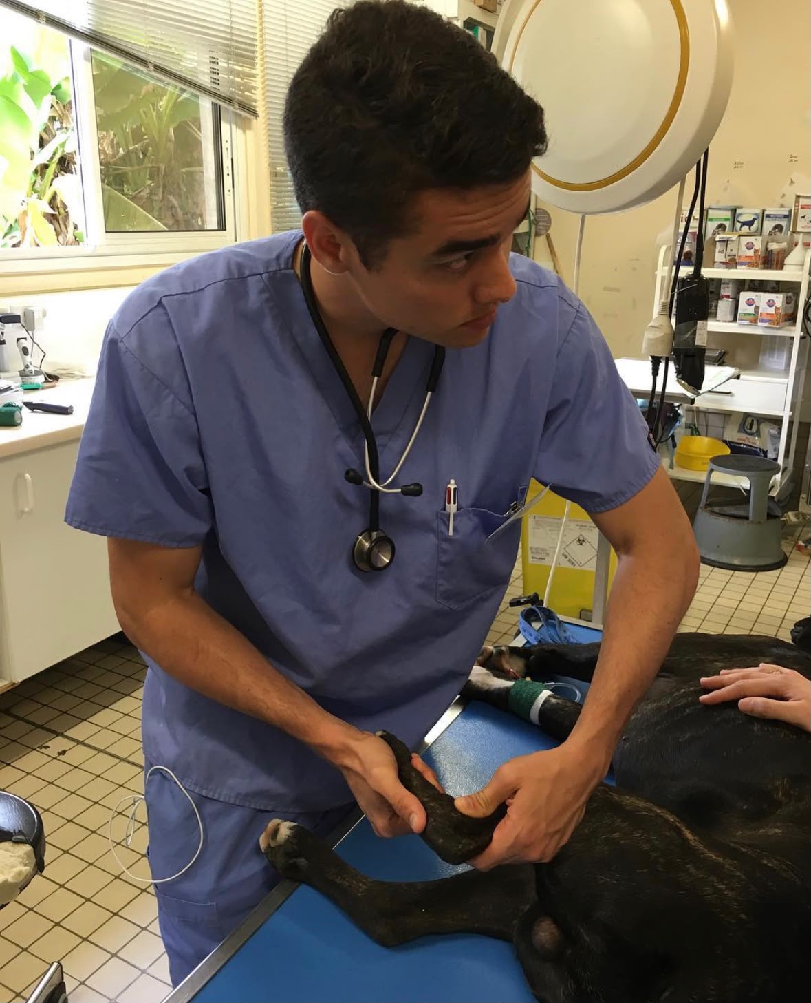Veterinário da clínica Miau & Cia examinando um cachorro